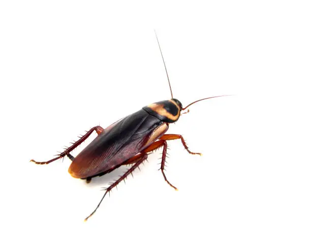Cockroach control services in Nairobi by Staha Property Care Limited